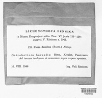 Image of Psora demissa